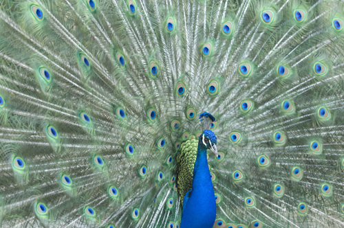 Peacock, California