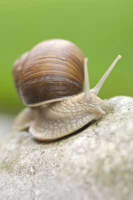 Snail, Germany
