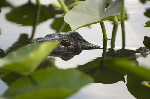 Alligator, Florida