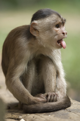Capuchin Monkey, Ecuador