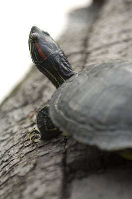 Turtle, California