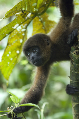 Wooley Monkey, Ecuador
