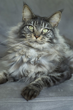 Maine Coon