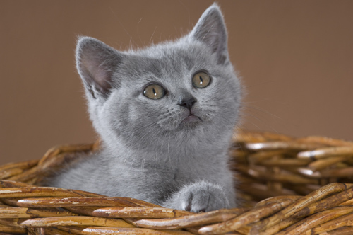 British Shorthair