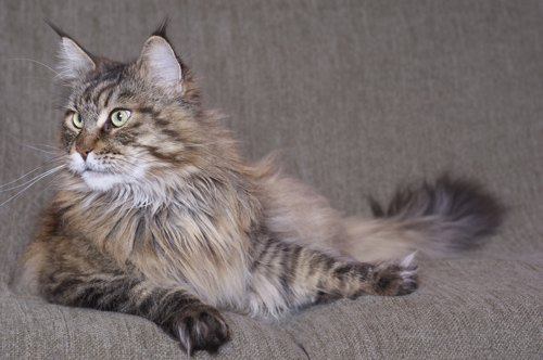 Maine Coon