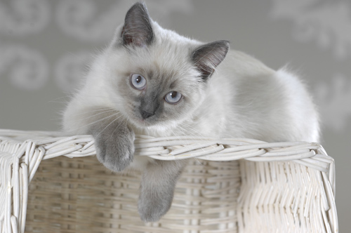 British Shorthair Mix