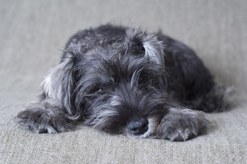 'Viva', Miniature Schnauzer