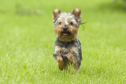 'Palermo', Yorkshire Terrier