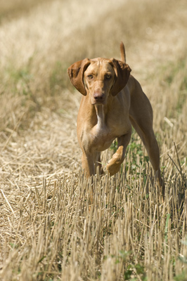 'Luca', Vizsla