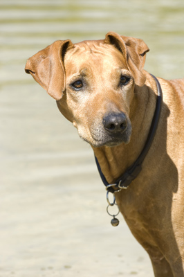 'Akira', Ridgeback