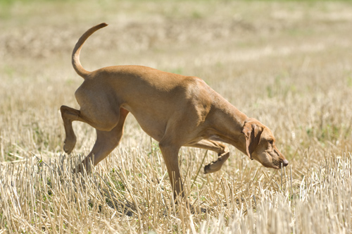 'Luca', Vizsla