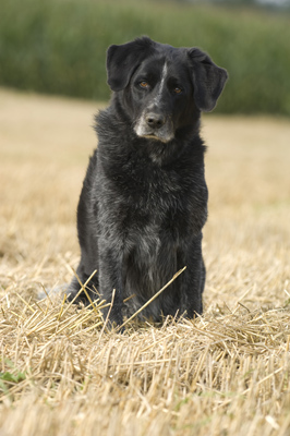 'Jack', German Shorthair Mix