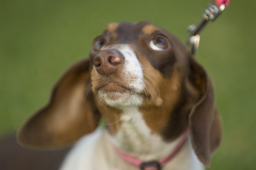 'Buttercup', Dachshund