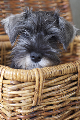'Viva' Miniature Schnauzer