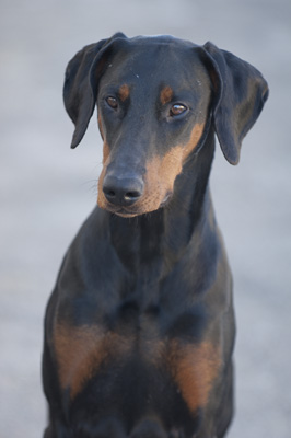 'Diva', Dobermann