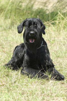 'Diego', Riesenschnauzer