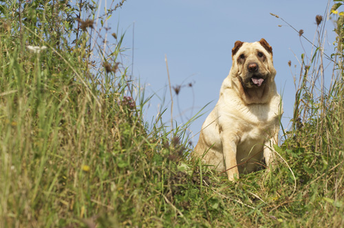 'Puerca', Shar-Pei
