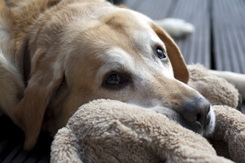 'Jasper', Labrador Retriever