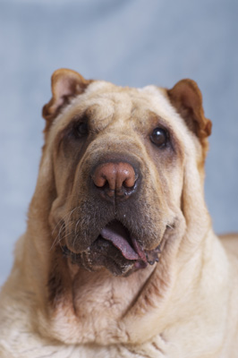 'Puerca', Shar-Pei