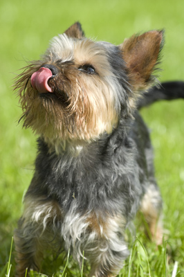 'Palermo', Yorkshire Terrier