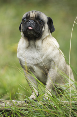 'Shane', Pug