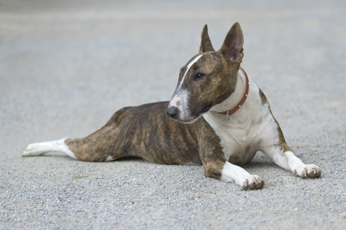 'Anna', Miniature Bull Terrier