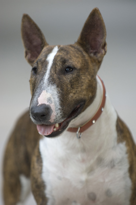'Anna', Miniature Bull Terrier