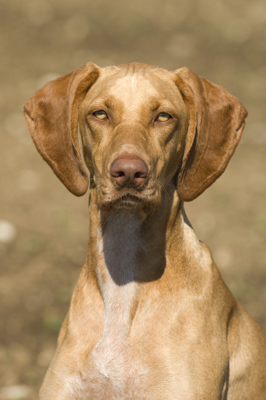 'Luca', Vizsla
