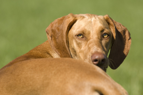'Luca', Vizsla