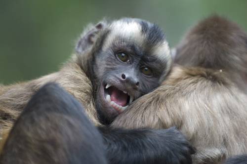 Capuchin Monkey, Ecuador