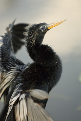Anhinga, Florida