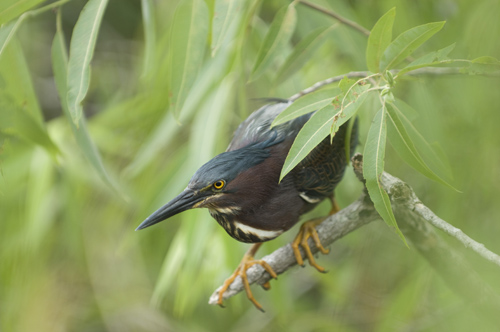 Mangrove Egret, Florida