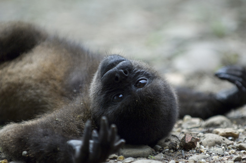 Wooley Monkey, Ecuador
