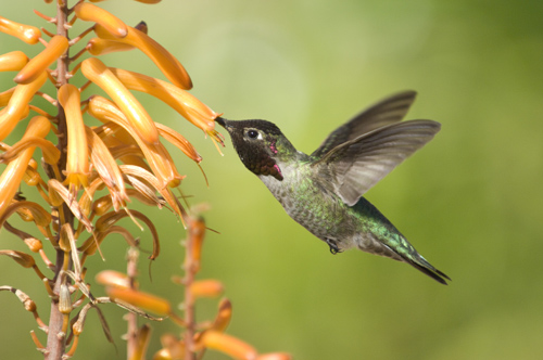 Humming Bird, California