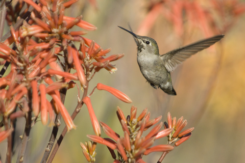 Humming Bird, California
