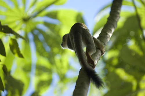 Squirrel Monkey, Ecuador