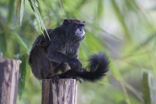 Tamarin, Ecuador