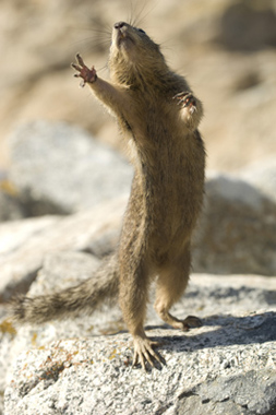 Chipmunk, California