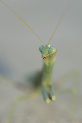 Praying Mantice, California