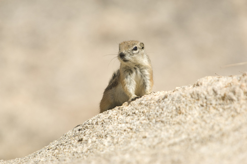 Chipmunk, Arizona