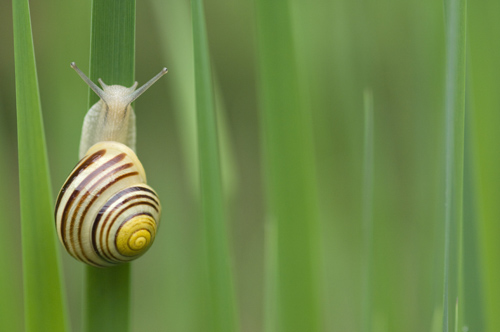 Snail, Germany