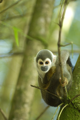 Squirrel Monkey, Ecuador