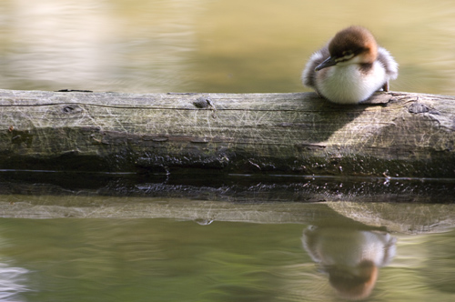Gaensesaeger, Germany