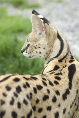 Serval