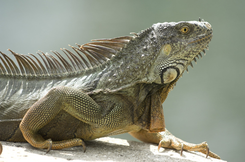 Iguana, Florida